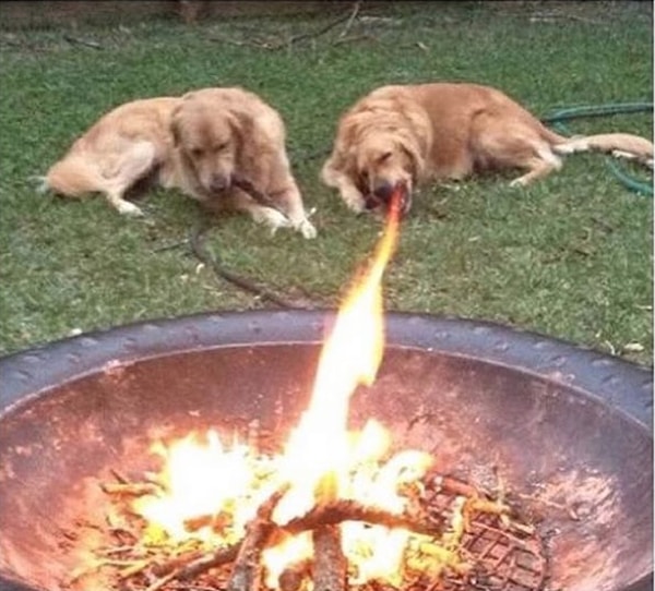 16. Огнедышащая собака. Единственная в своем роде