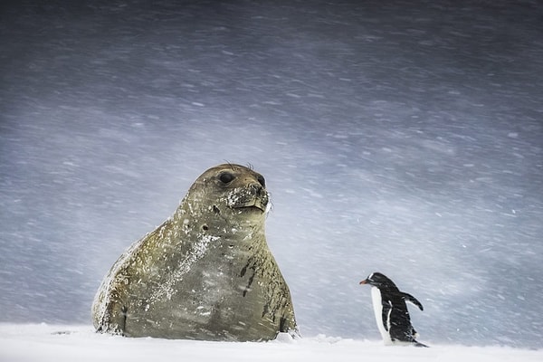 13. Второе место в категории "Жара и холод".