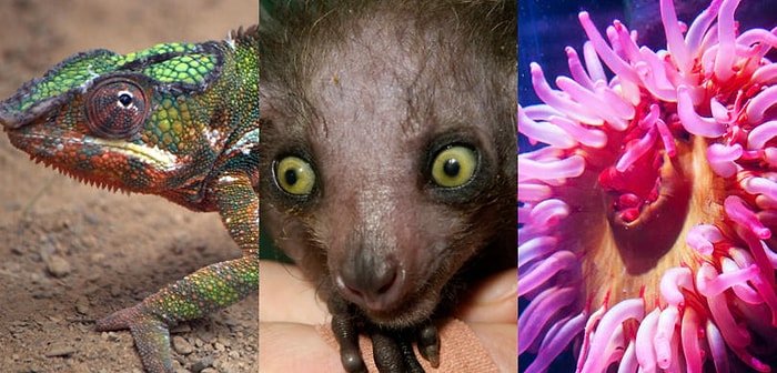 Тест: Сможете ли вы правильно распределить животных по классам?