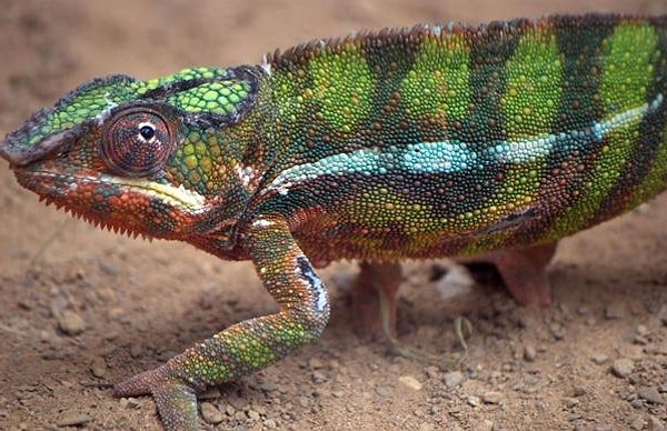 4. Хамелеон: