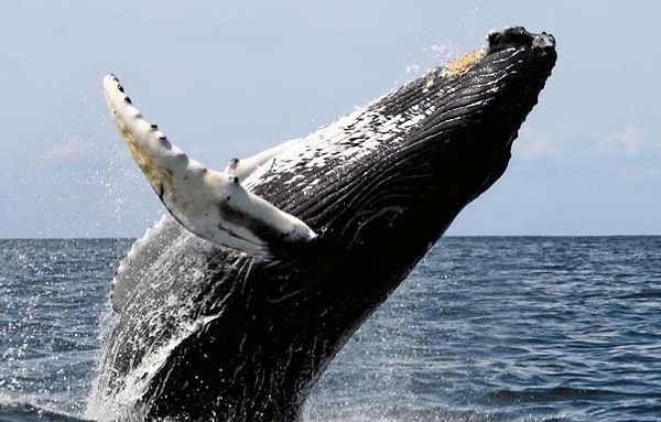 8. Горбатый кит: