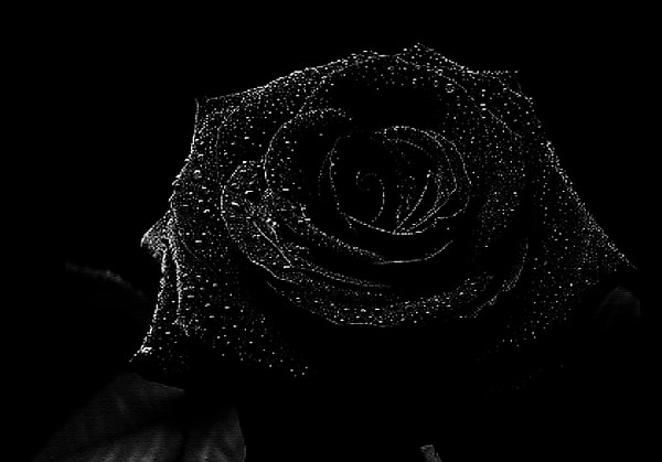 Черная роза