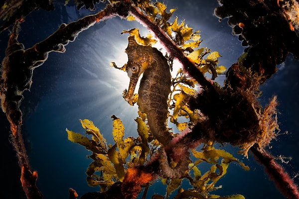 6. «Против солнца» - Гаэтано Дарио Гаргиуло (Австралия)