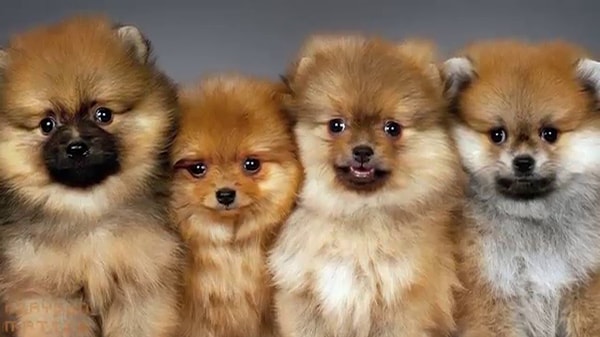 8. А среди маленьких собачек какая кличка популярнее?