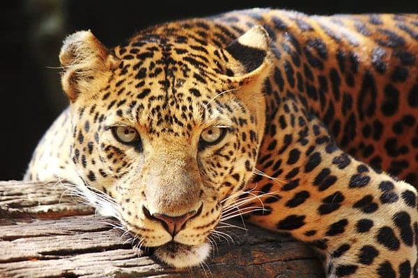 Ваш сексуальный патронус - ягуар!