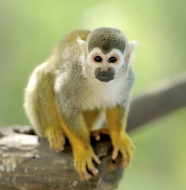 Ваш сексуальный патронус - обезьяна!