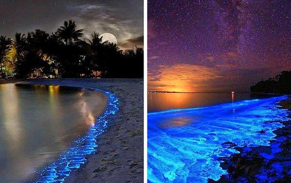 5. Maldivler'de bir tür bitkisel plankton olan zehirli deniz yosunu kimyasal reaksiyona girerek mavi ışık oluşturur.