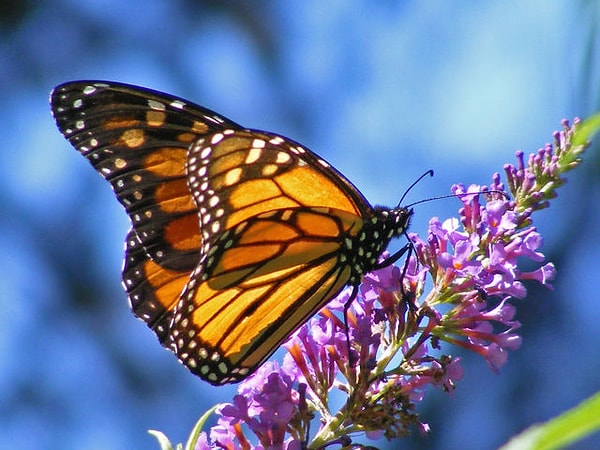 8. Последний выбор: бабочка