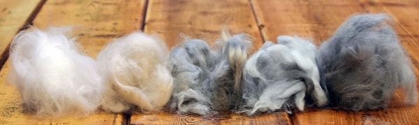 13. От какого животного получают ангорскую шерсть?