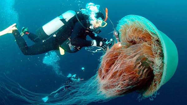 5. Кого иногда называют спрутом?