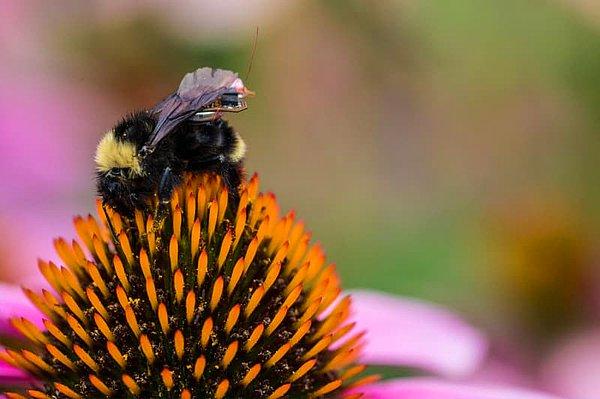 Bilim insanları yaban arılarının sırtlarına monte edilebilecek boyutta bir algılama cihazı geliştirdi.