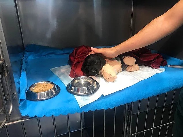 9. Ciğerimizi dağlayan bir başka olay: Ormanlık alanda bacakları ve kuyruğu kesilmiş halde bulunan yavru köpeği hatırladınız mı?