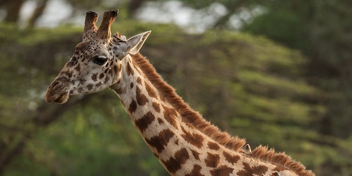 Dünyanın En Uzun Memelisi Olan Zürafaların Neslinin Tükenmek Üzere Olduğu Ortaya Çıktı