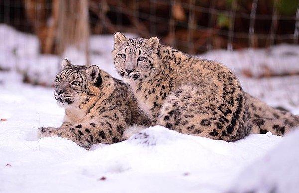 7. Kar leoparları - Doğada sayısı 4,000