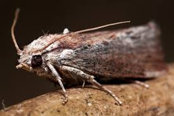 8. Что употребляют в пищу бабочки моли?