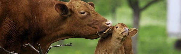 3. Самку какого животного называют агница?