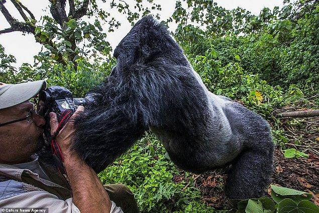 3. Christophe Vasselin mükemmel fotoğrafı yakalamakta kararlı görünüyor fakat bu küçük gorilin farklı planları var! 😂