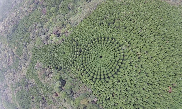 Влияние расстояние между деревьями на темпы их роста очевидно.