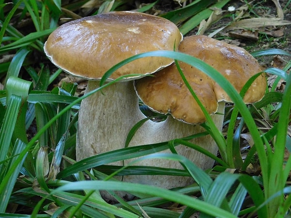 8. Какая наука изучает грибы?