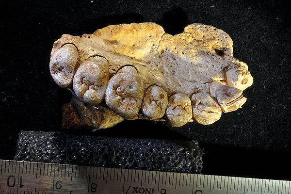 8. Ocak ayında İsrail'de bulunan ve 185 bin yıl öncesinden kalan bir çene kemiğinin modern insana ait olduğu tespit edildi.