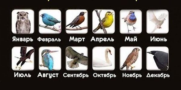 Думаем, здесь все понятно: кликните на вариант со своим месяцем рождения и узнайте пернатого покровителя.