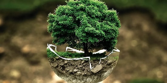 Тест для любителей природы: Угадайте дерево по фото