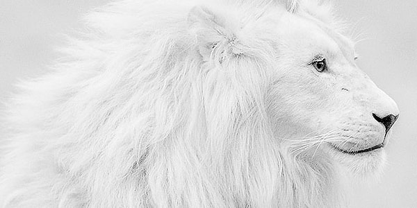 Ваша аура белого цвета!