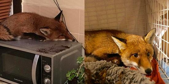 The Cutest Intruder Ever! This Fox Fell Asleep On Top A Microwave!