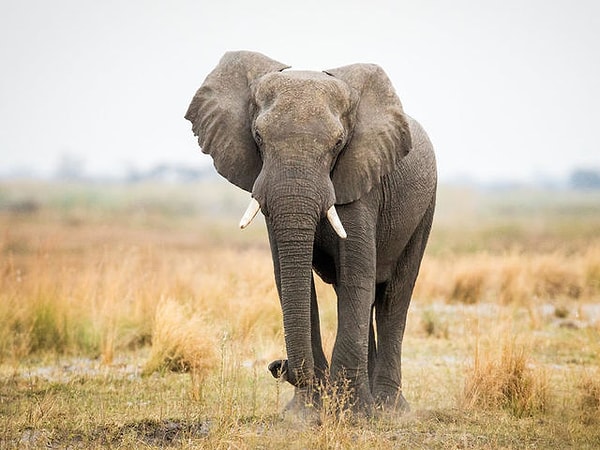 1. Какое изображение вызывает в вас наибольший резонанс?