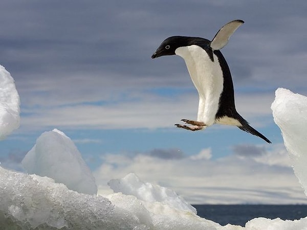 3. Какое из этих фото с пингвинами вызывает в вас больше всего эмоций?