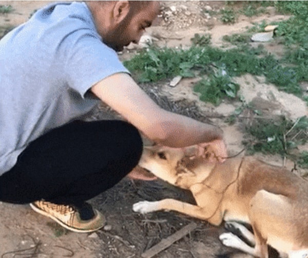 12. Парень освобождает собаку от металлической проволоки