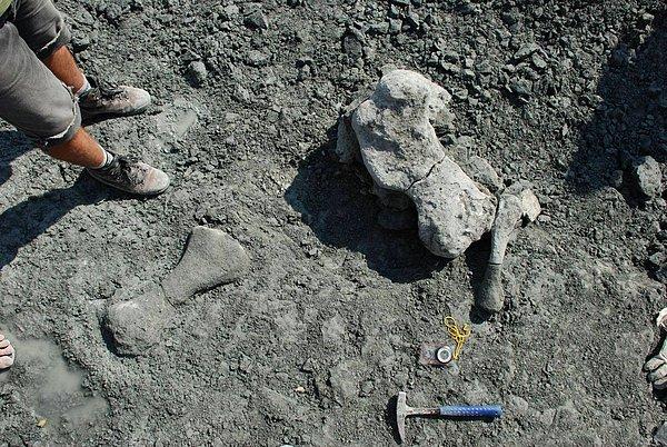 1. Polonya’da yeni bir disinodont'a (memeli benzeri sürüngen bir canlı) ait fosiller keşfedildi.