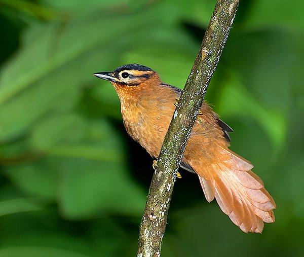 Alagoas Foliage-gleaner, yani Alagoas yaprak gözcüsü 2011'den beri rastlanmayan bir kuş türü.
