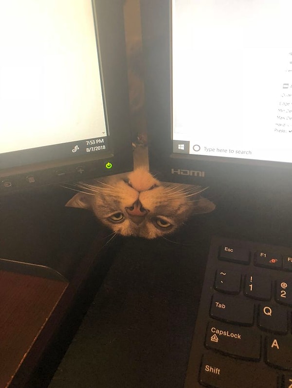 19. "Попался! На других котов смотришь?"