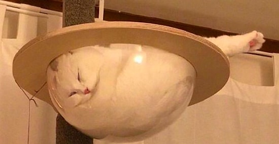 30 фото, после которых коты завоюют ваше сердце раз и навсегда