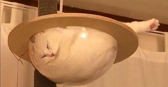 30 фото, после которых коты завоюют ваше сердце раз и навсегда