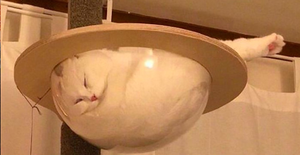 30 фото, после которых коты завоюют ваше сердце раз и навсегда