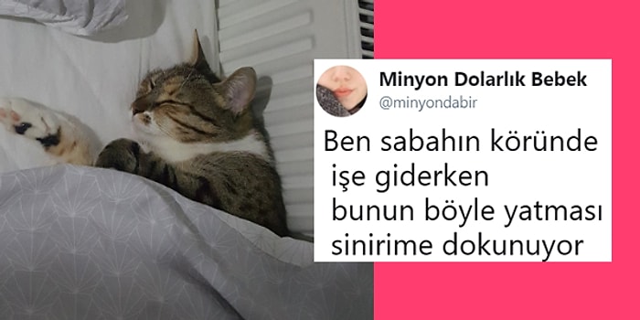 Son Dönemde İnternete Yansımış Mizah Bayrağını Göklere Diken 15 Olay