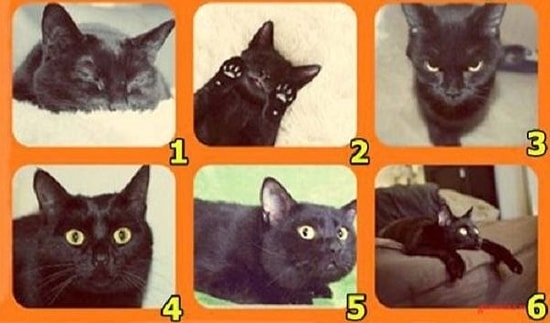 Тест: Выбрав черного кота, вы узнаете, от чего он вас предостерегает