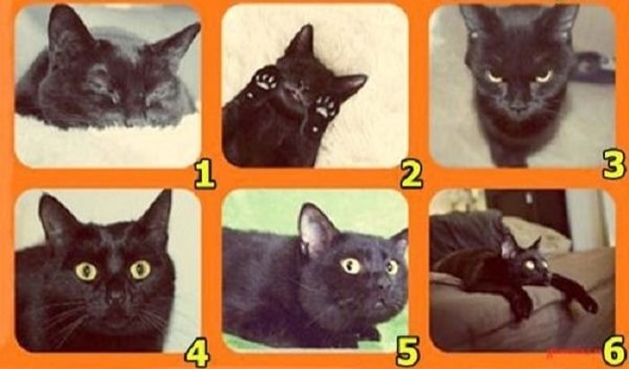 Тест: Выбрав черного кота, вы узнаете, от чего он вас предостерегает