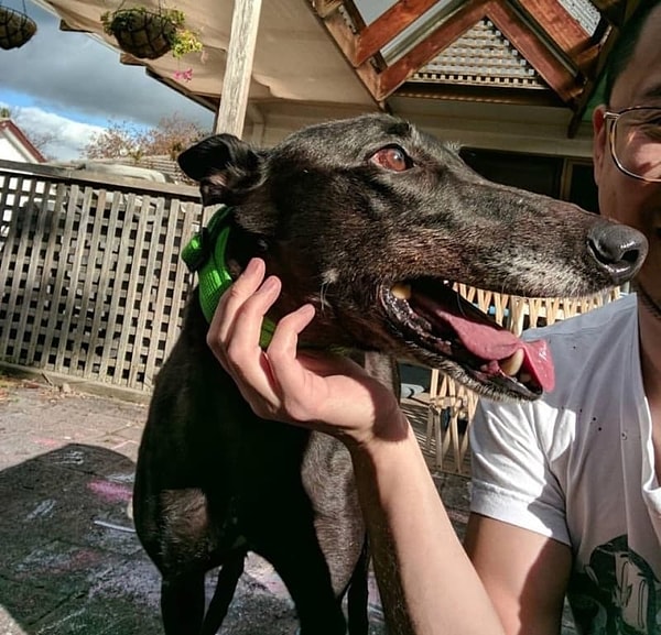 20. На самом деле у этой собаки не такие страшные зубы: