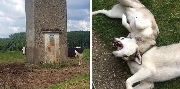 Прикольные фотографии 2018 года, которые удивляют удачно выбранным моментом и перспективой