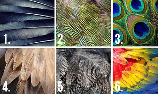 Тест: Выбрав перо, вы узнаете всё о скрытых чертах своего характера