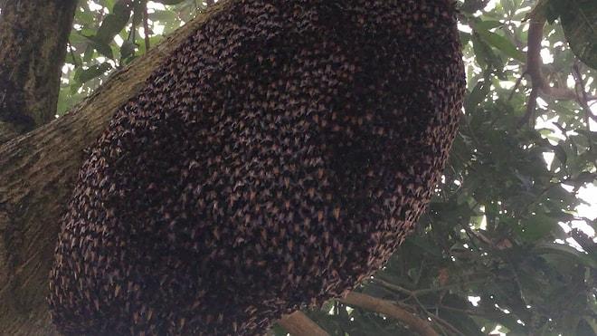 Eşek Arısına Karşı Yuvalarını Korumaya Çalışan Bal Arılarının Muhteşem Savunma Dansı