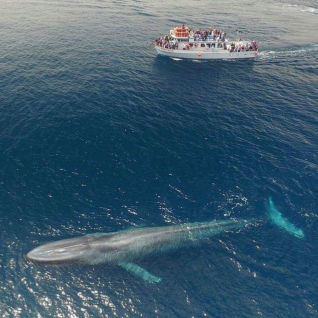 19. Bir mavi balina ve 22 metrelik bir bot.