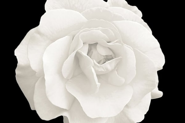 6. В какой цвет вы бы окрасили эту розу?