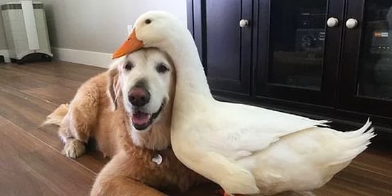 Ученые доказали, что собаки способны различать людей, которые хорошо и плохо относятся к их хозяевам