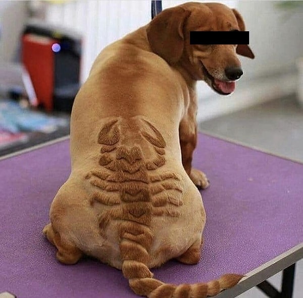 15. Дерзкий дог: не подходи, укусит!