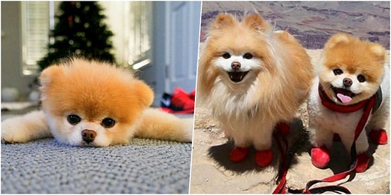 Dünyanın En Sevimli Köpeği Boo "Kalp Kırıklığı" Nedeni ile Hayatını Kaybetti!