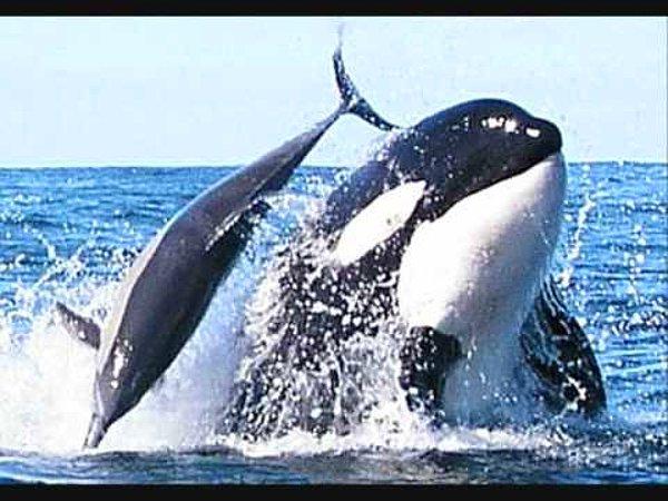 4. Yunuslar balinaların kafasında yatıp, balinaların onları yavaşça suyun yüzeyine çıkarmasını bekleyerek balinalarla oyun oynarlar.